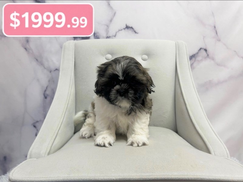 Shih Tzu in Valparaiso, IN