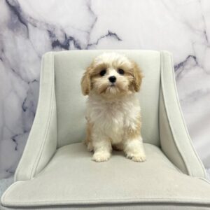 Cavachon - 1944