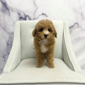 Maltipoo - 1943
