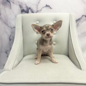Chihuahua - 1941