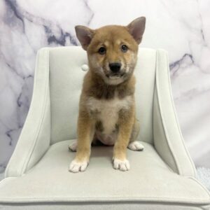Shiba Inu - 1940
