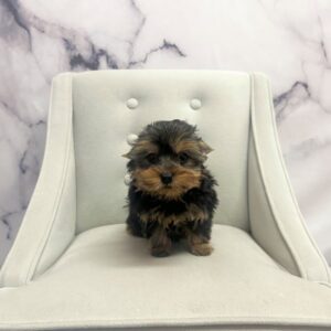 Yorkshire Terrier - 1949