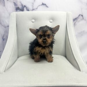 Yorkshire Terrier - 1948