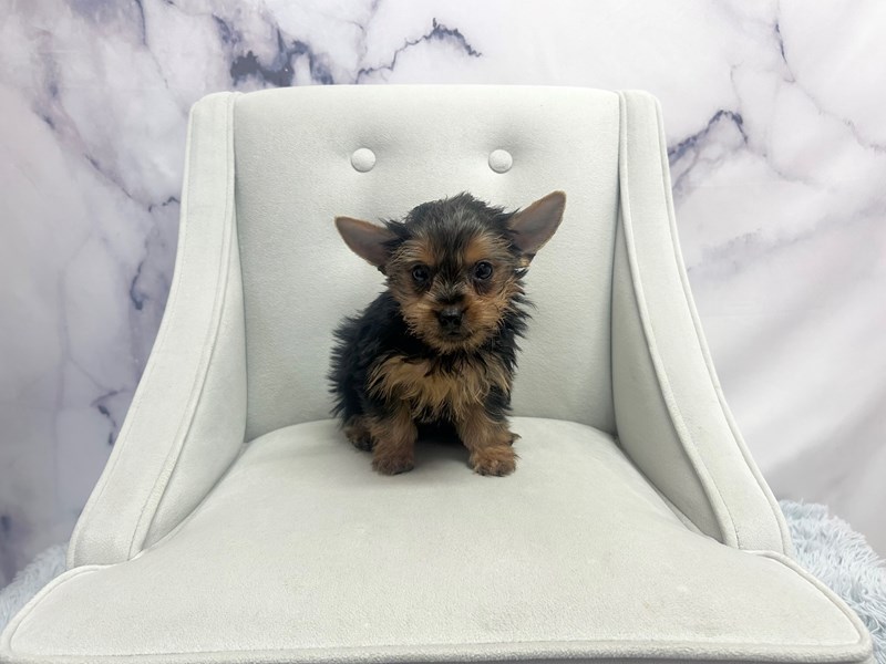 Yorkshire Terrier in Valparaiso, IN