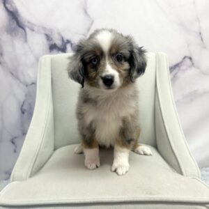 Miniature Australian Shepherd - 1946
