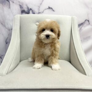 Maltipoo - 1956