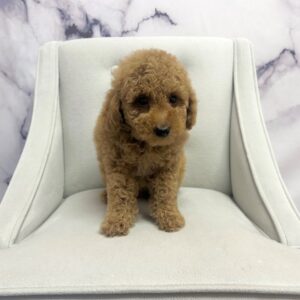 Toy Poodle - 1957
