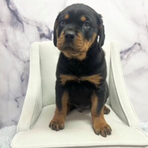 Rottweiler - 1961