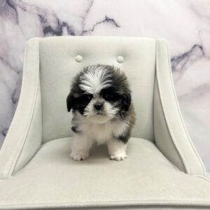Shih Tzu - 1960