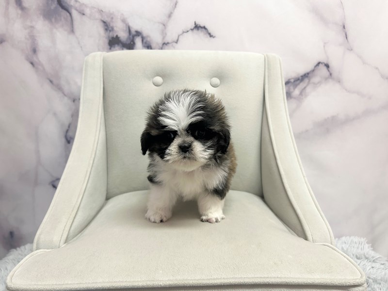 Shih Tzu in Michigan City, IN