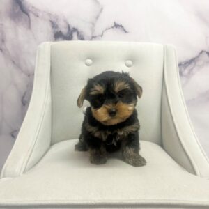Yorkshire Terrier - 1958