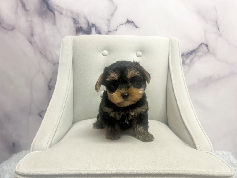 Yorkshire Terrier in Michigan City, IN
