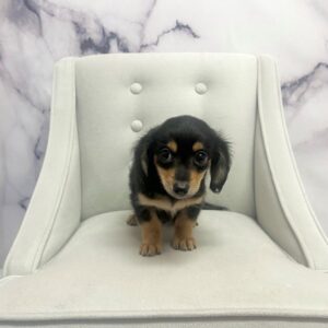 Chiweenie - 1959