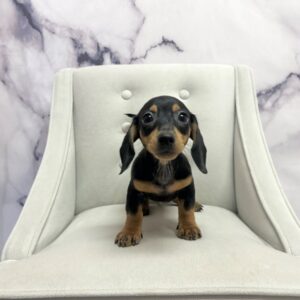 Miniature Dachshund - 1963