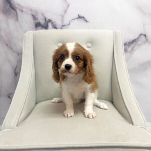 Cavalier King Charles Spaniel - 1969