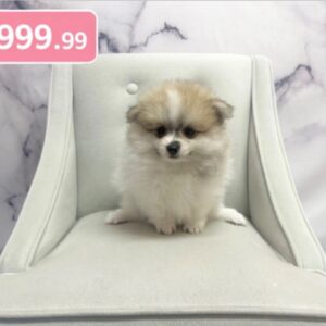 Pomeranian - 1929