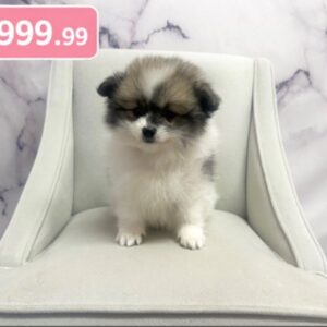Pomeranian - 1930