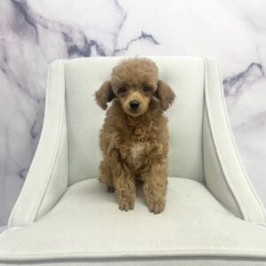 Toy Poodle - 1967