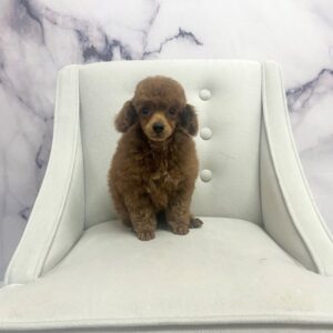 Toy Poodle - 1966