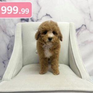 Maltipoo - 1943