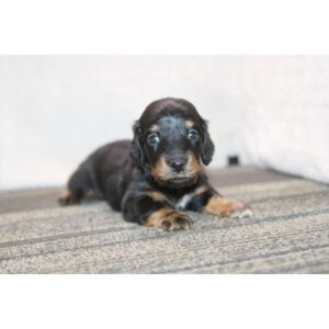 Miniature Dachshund - 1971