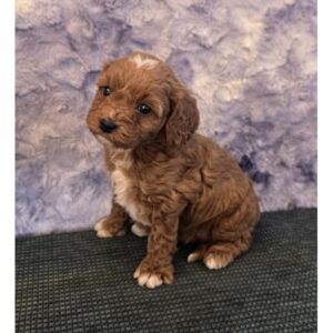 Cavapoo - 1970