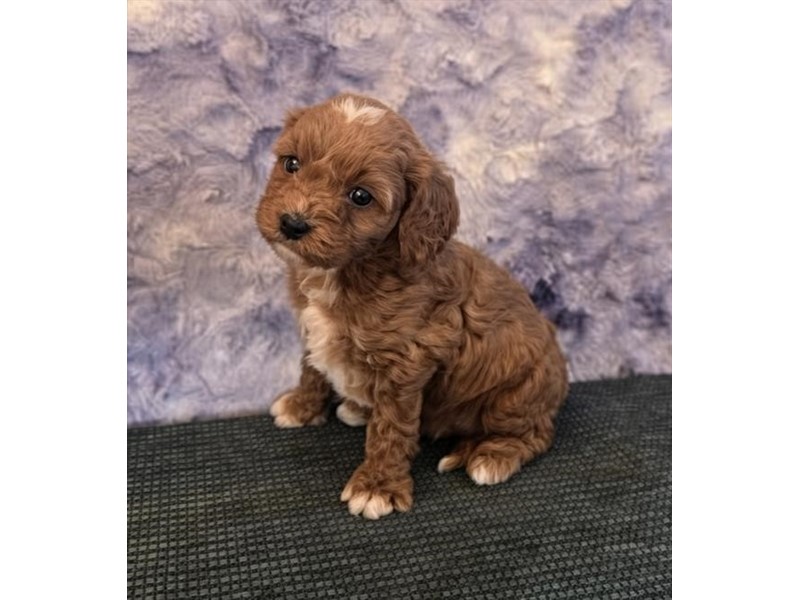 Cavapoo in La Porte, IN