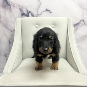 Miniature Dachshund - 1971