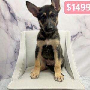 German Shepherd Dog - 1947