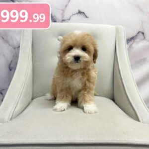 Maltipoo - 1956
