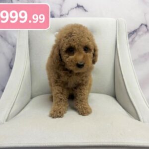 Toy Poodle - 1957