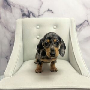 Miniature Dachshund - 1972