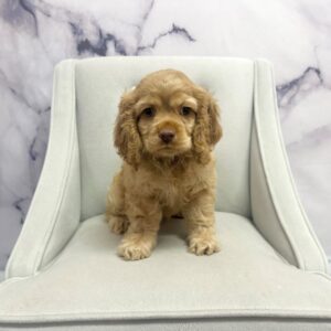 Cocker Spaniel - 1973