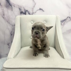 French Bulldog - 1974