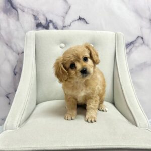 Cavachon - 1977
