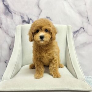 Goldendoodle Mini F1b - 1976