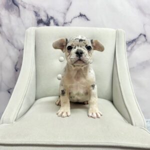 French Bulldog - 1975
