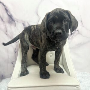 English Mastiff - 1978