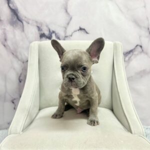 French Bulldog - 1974