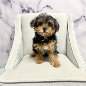 Yorkiepoo - 1982
