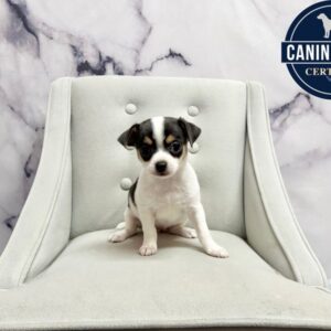 Chihuahua - 1985