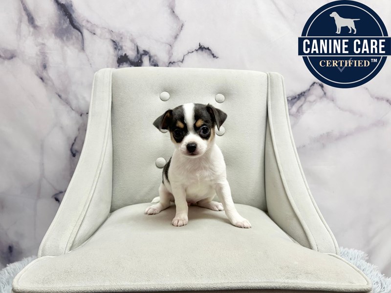 Chihuahua in Chicago, IL