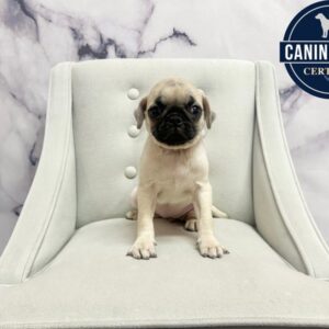 Pug - 1984