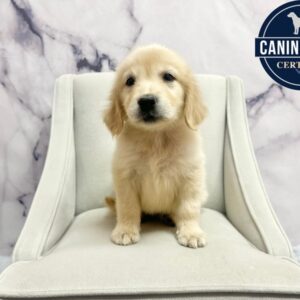Golden Retriever - 1983