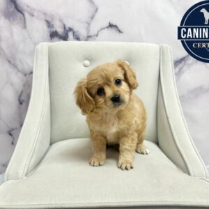 Cavachon - 1977