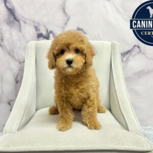 Goldendoodle Mini F1b - 1976