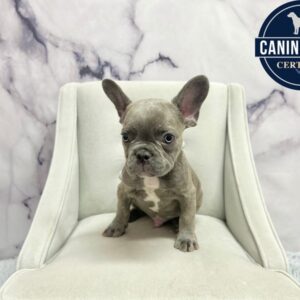 French Bulldog - 1974
