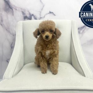 Toy Poodle - 1967