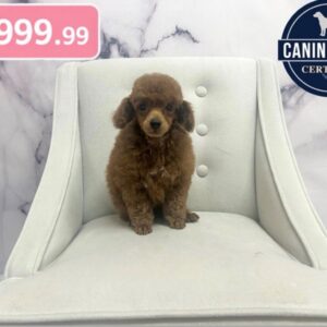 Toy Poodle - 1966