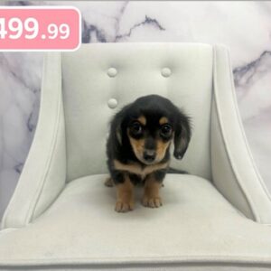 Chiweenie - 1959
